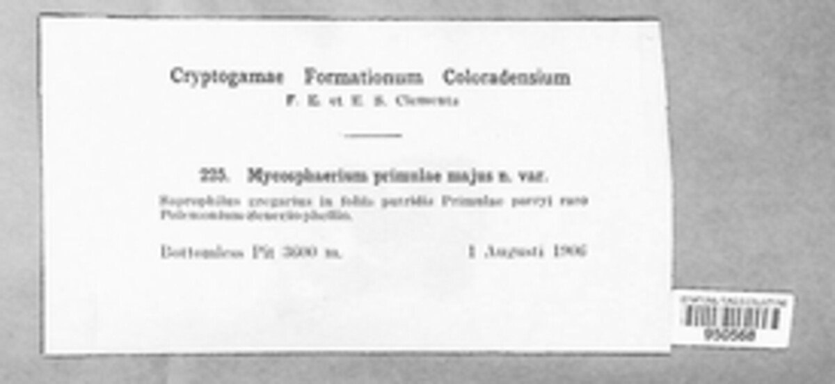 Mycosphaerella primulae image